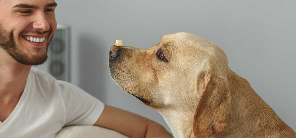 Training of Can Dogs Taste Cheese?