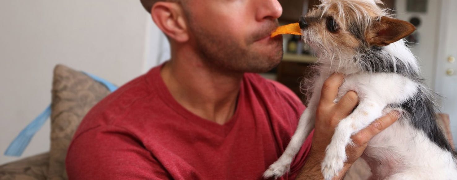 Dog shop eating doritos