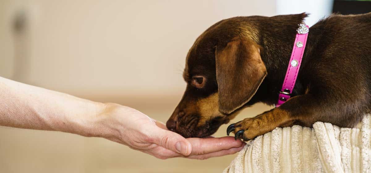 Are doritos best sale bad for dogs