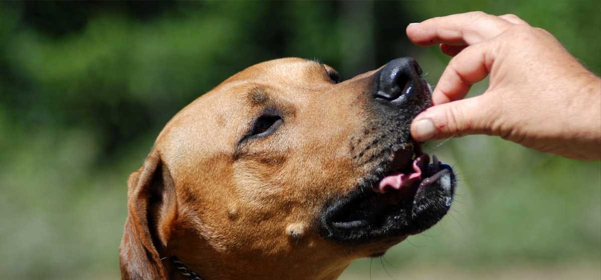 Dogs eat clearance doritos