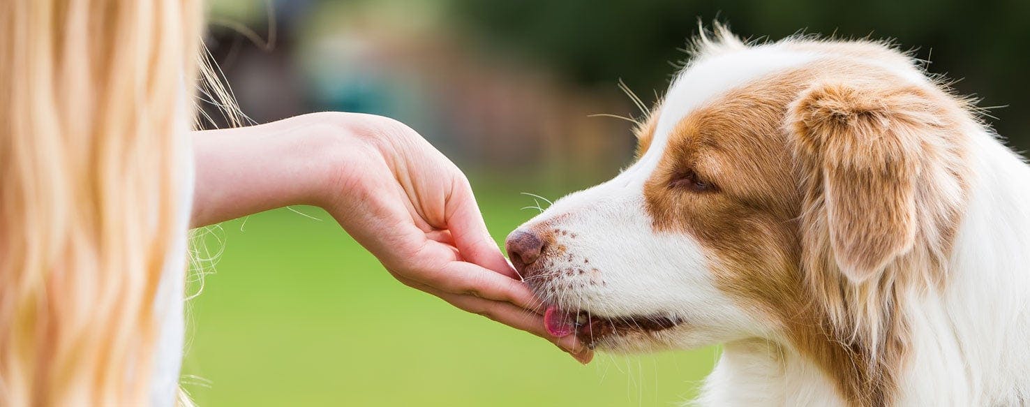 healthy puppy chow recipe