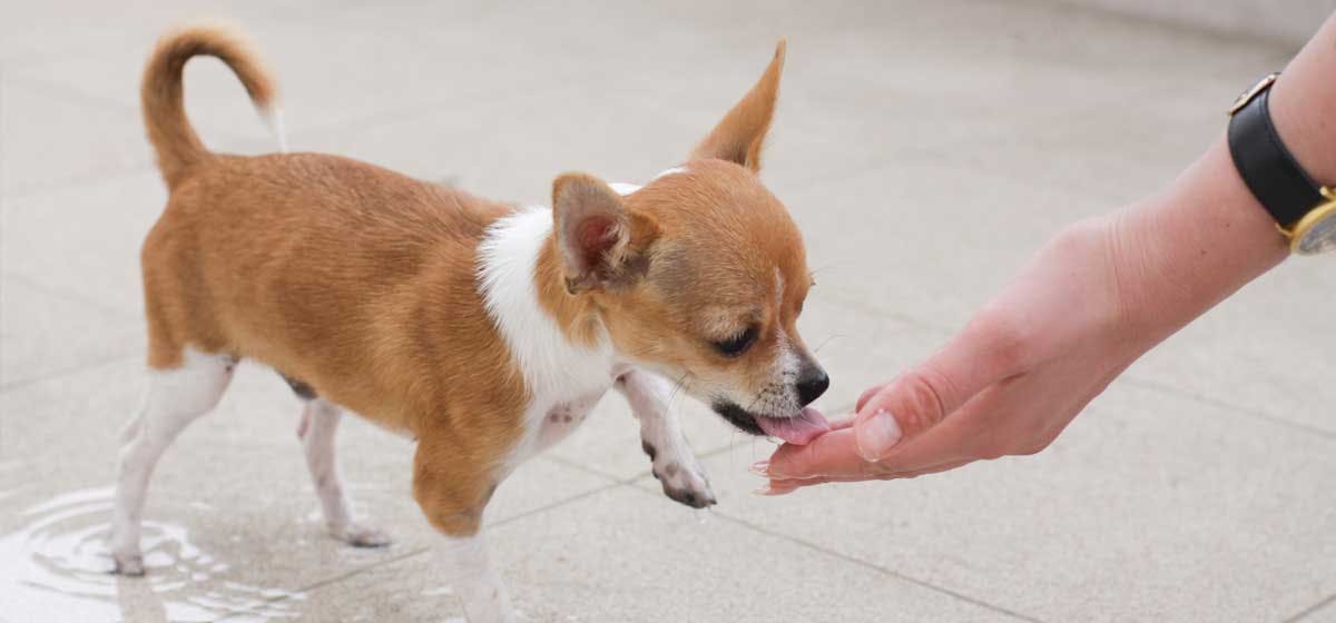 Training of Can Dogs Taste Hot Spice?