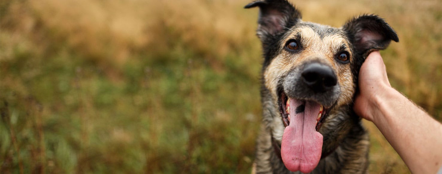 Can Dogs Tell if Someone is a Good Person?