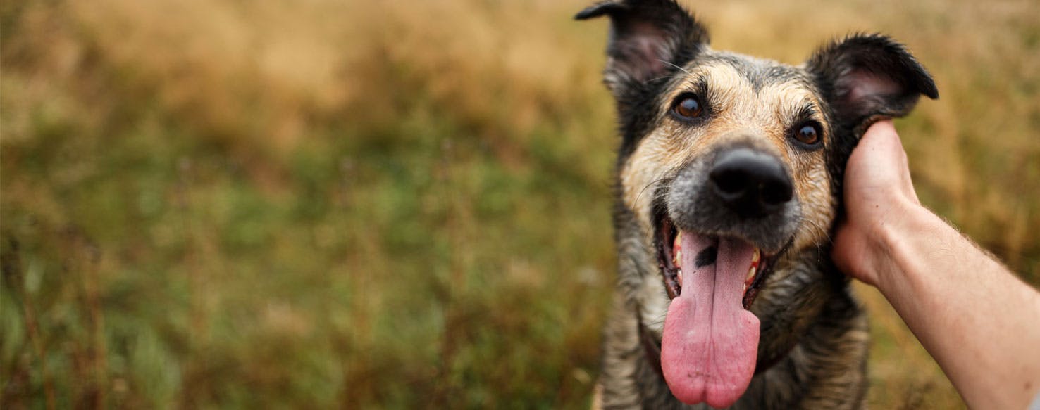 dogs know if dating good girl or boy