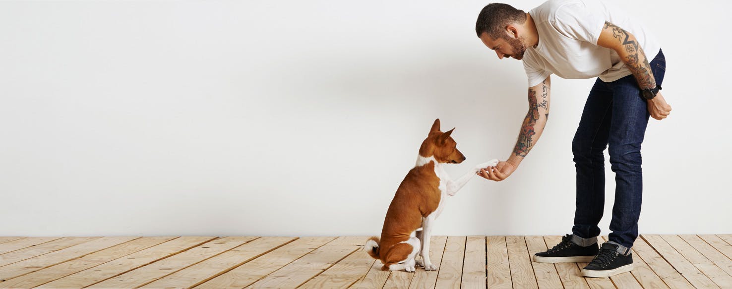 Can Dogs Understand Commands?