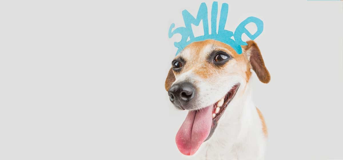 can dogs understand english Wag!