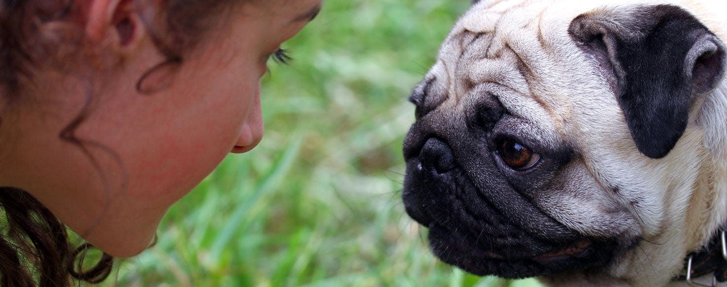 do dogs talk to each other by barking