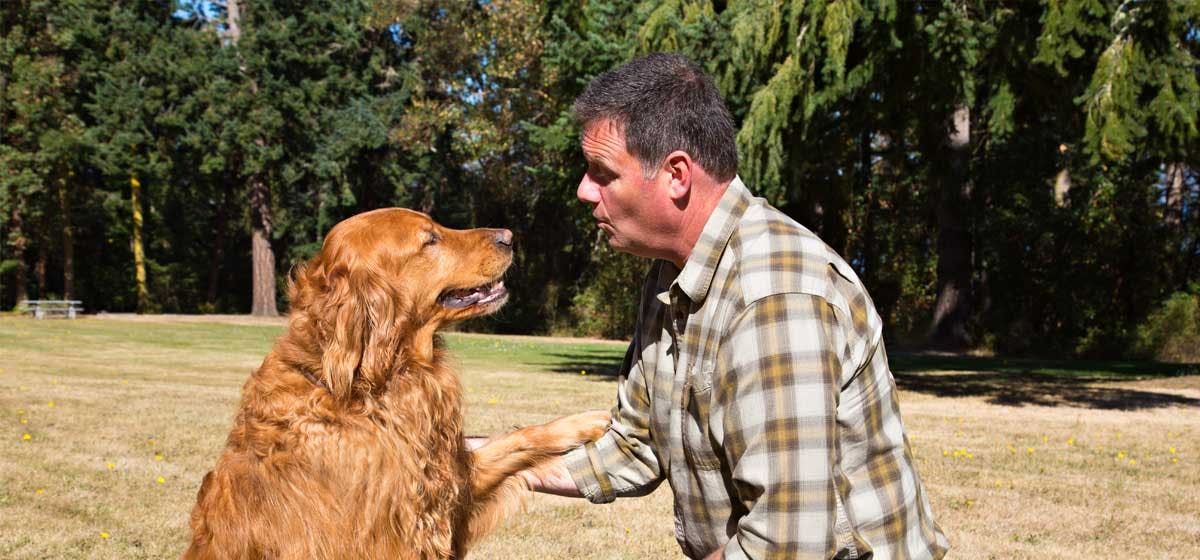 can dogs understand human barking