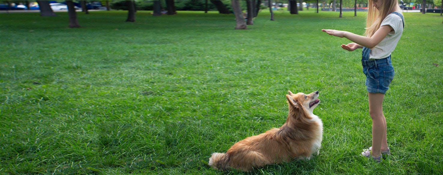 Can Dogs Understand Human Body Language?