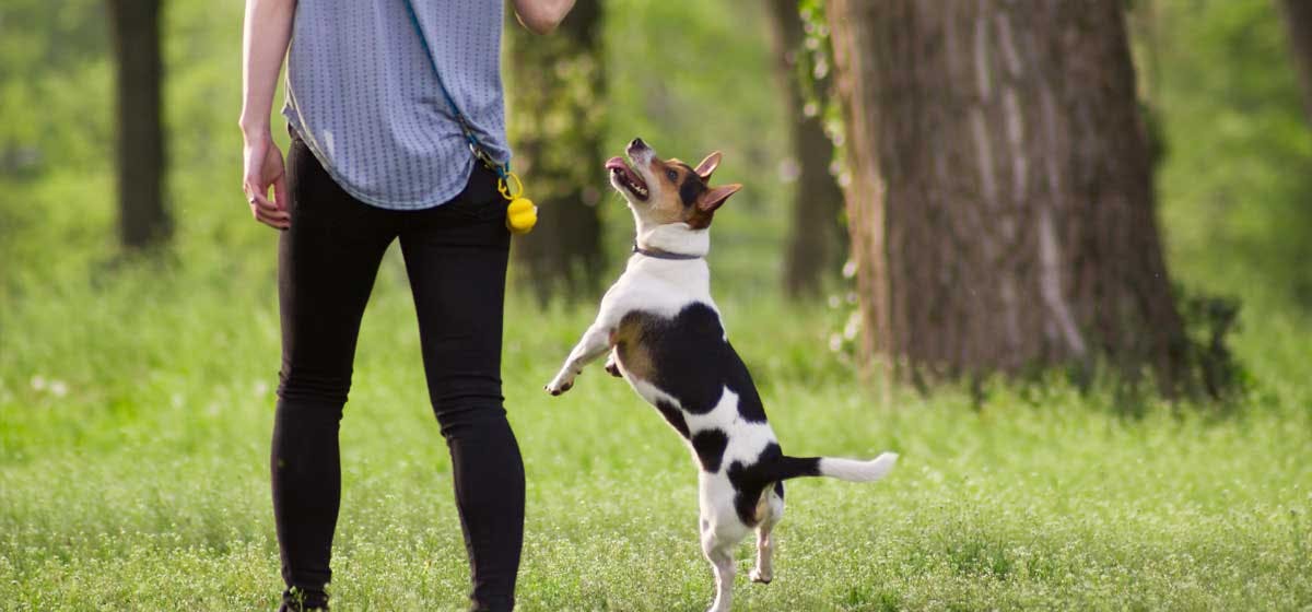 can-dogs-understand-human-body-language