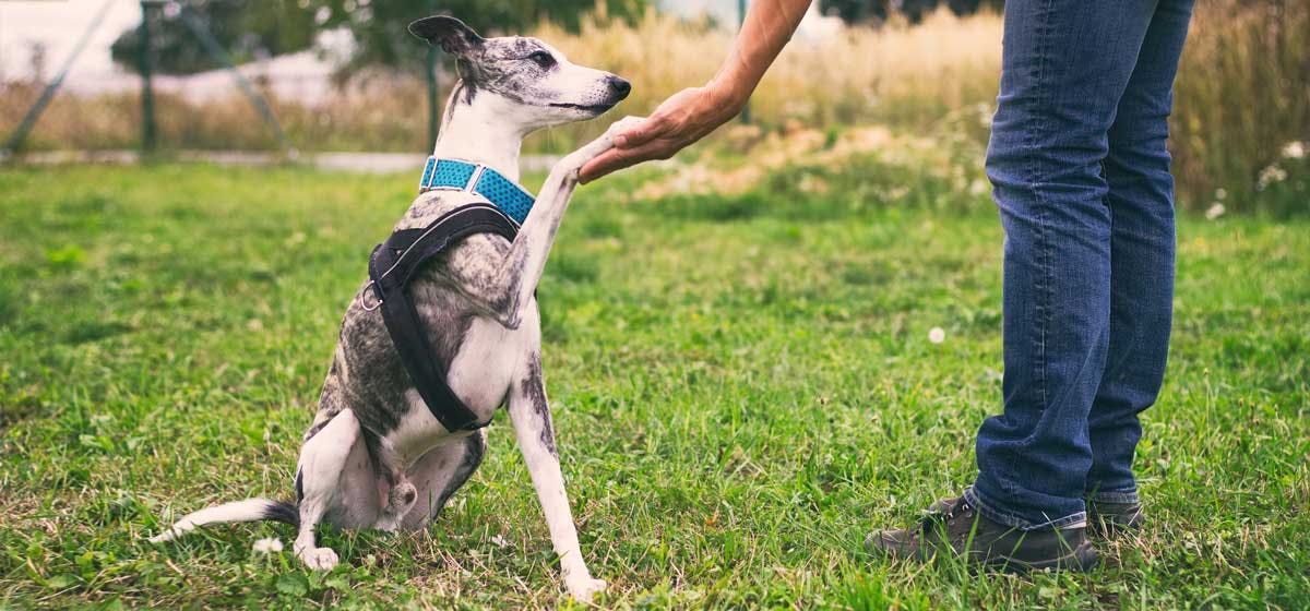 can dogs understand human language