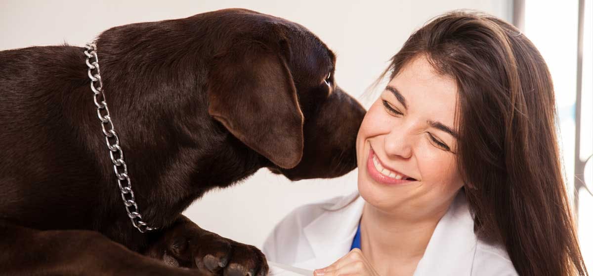 can-dogs-understand-human-kisses