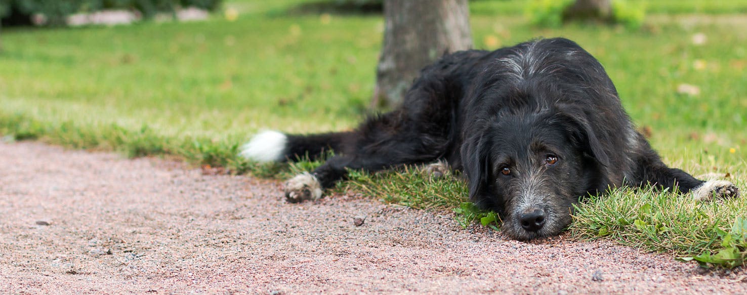 Can Dogs Understand Insults?