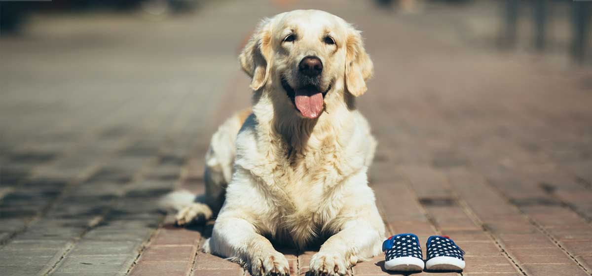 Can Dogs Understand the Passage of Time? - Wag!