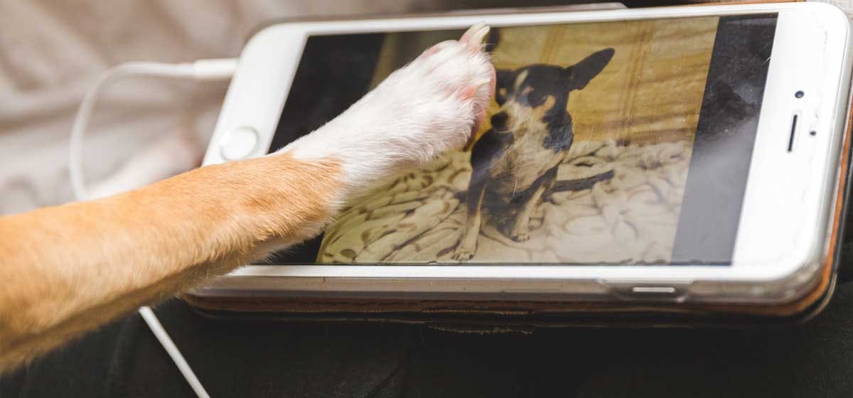 can dogs see phone screens