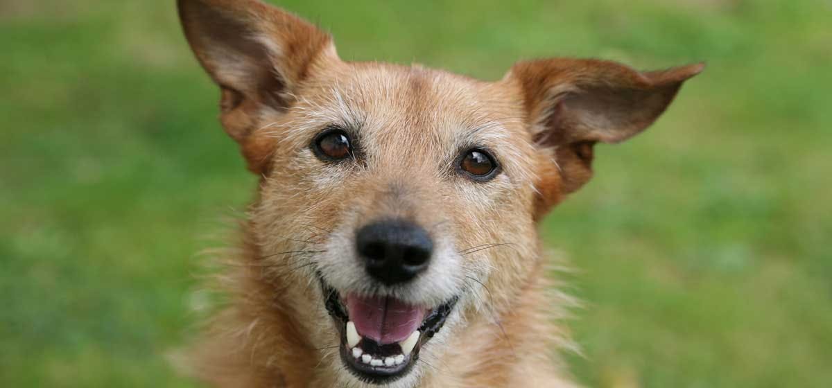 do dogs recognize human smiles