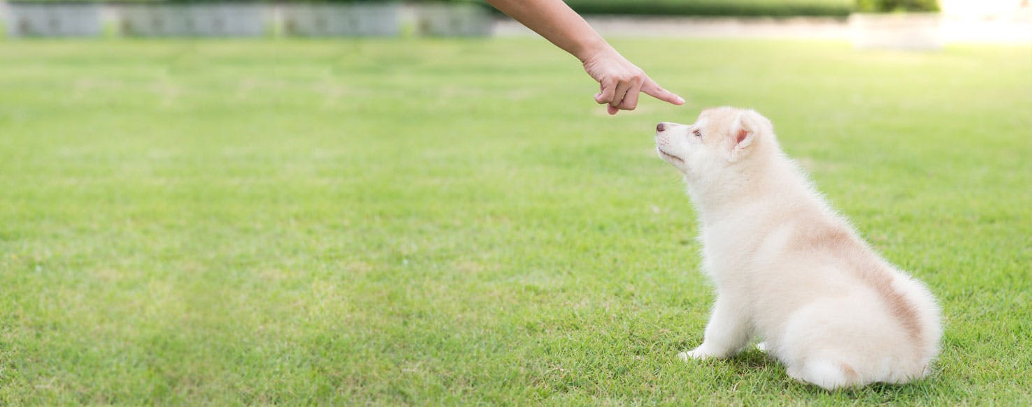 dog pointing at you