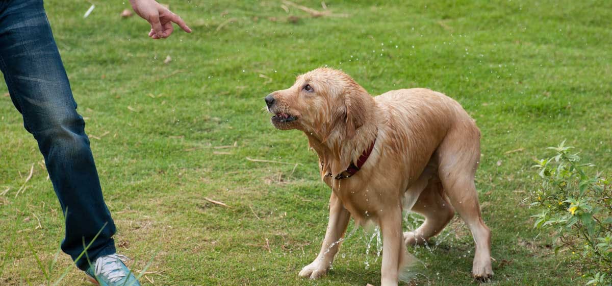 can-dogs-understand-when-you-point