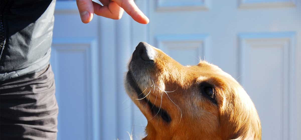 dog pointing at you