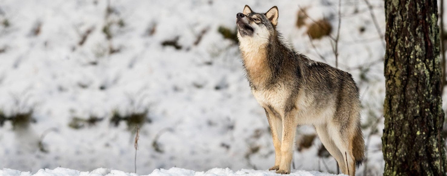 do wolves and dogs get along