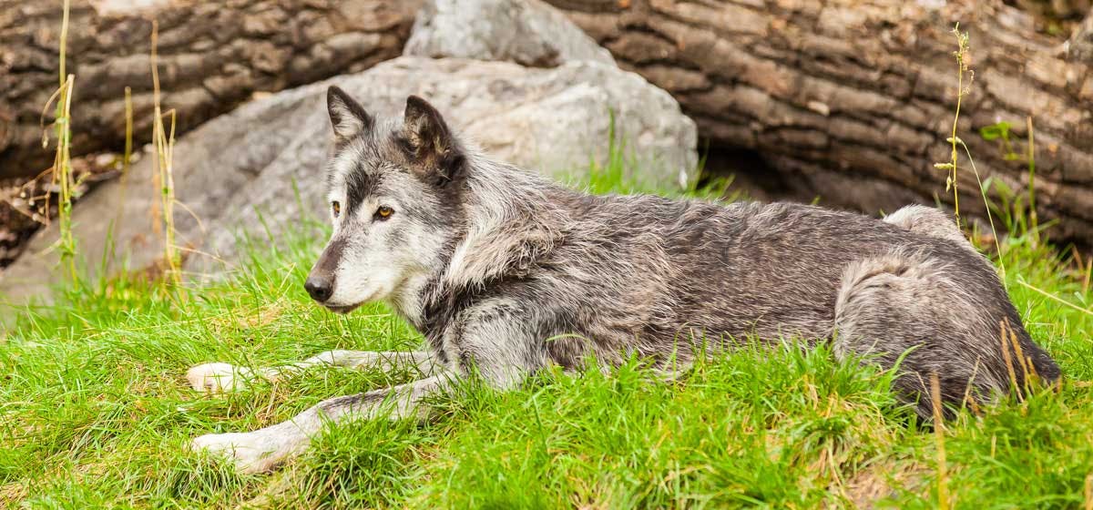 can dogs understand wolves