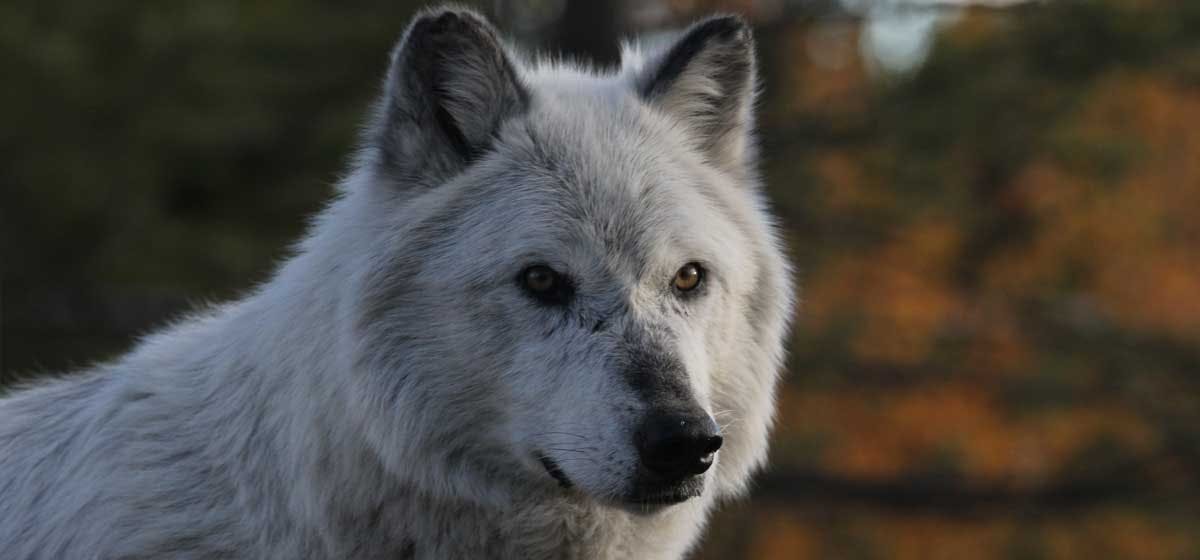 can dogs understand wolves