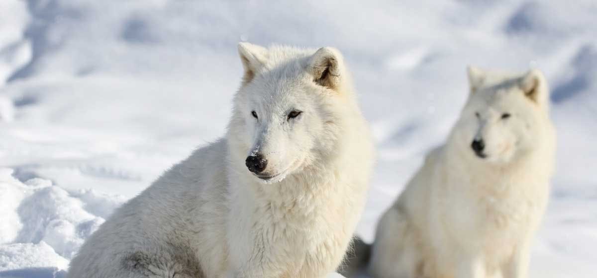 can dogs understand wolves