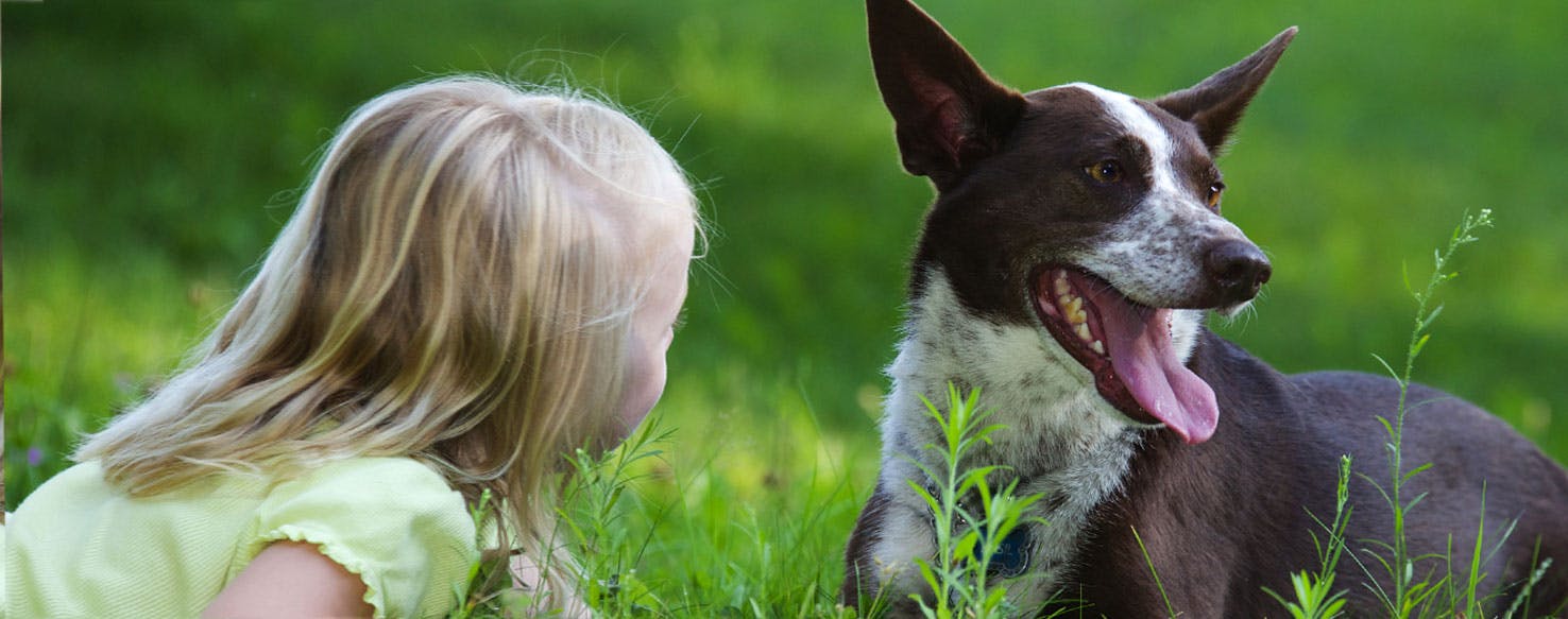 Can Dogs Understand Words?