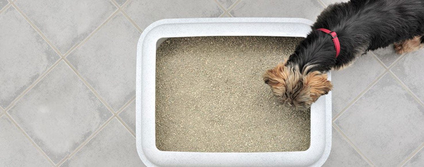 can dogs be trained to use litter trays