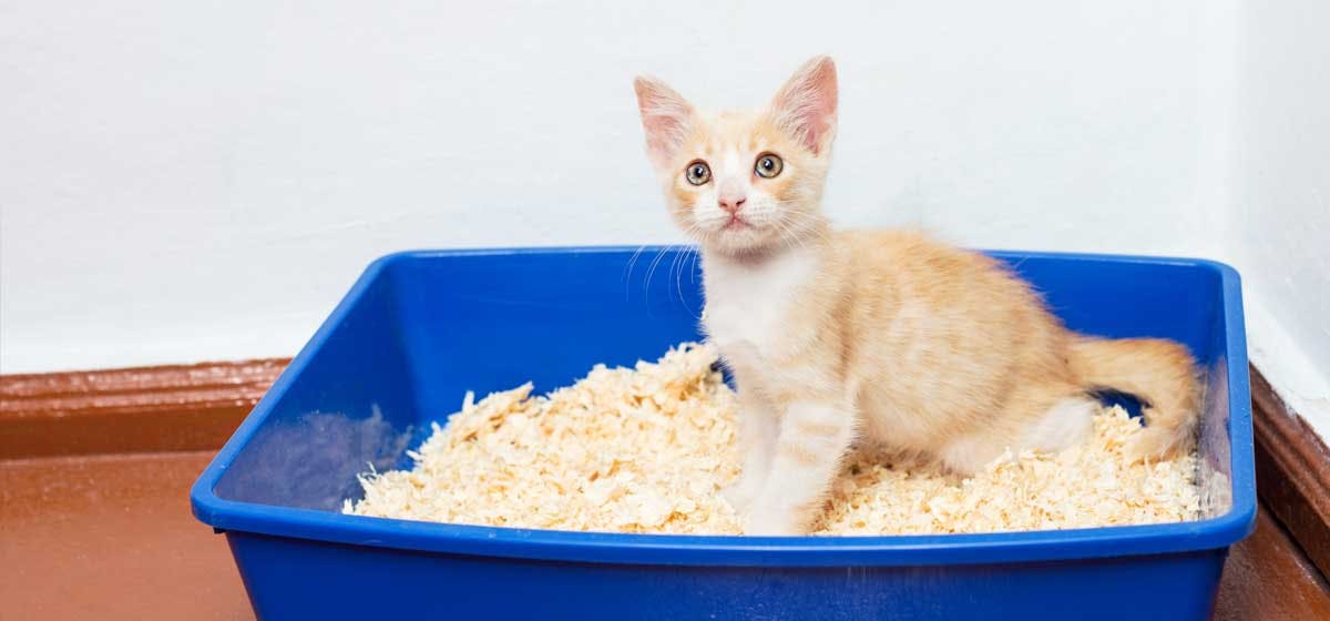 is cat litter good for dogs