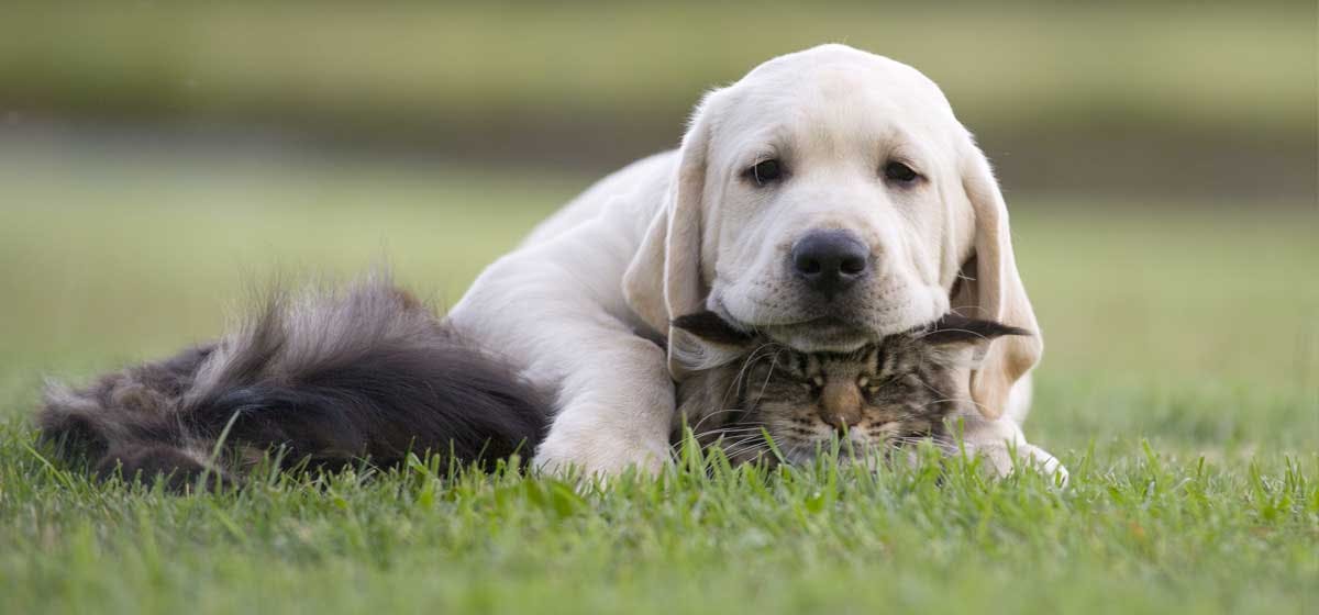 can dogs be trained to use litter trays