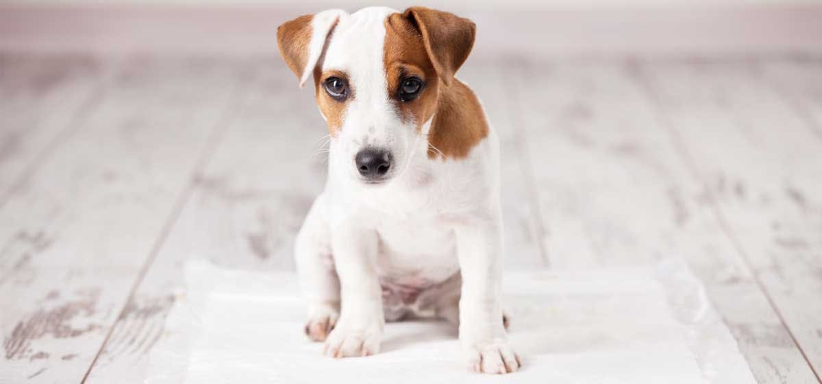 can dogs be trained to use litter trays