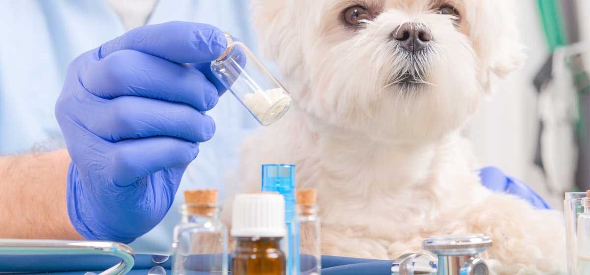 Can Dogs Use Human Probiotics? - Wag!