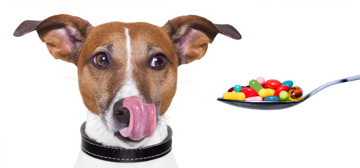 can dogs take probiotics made for humans