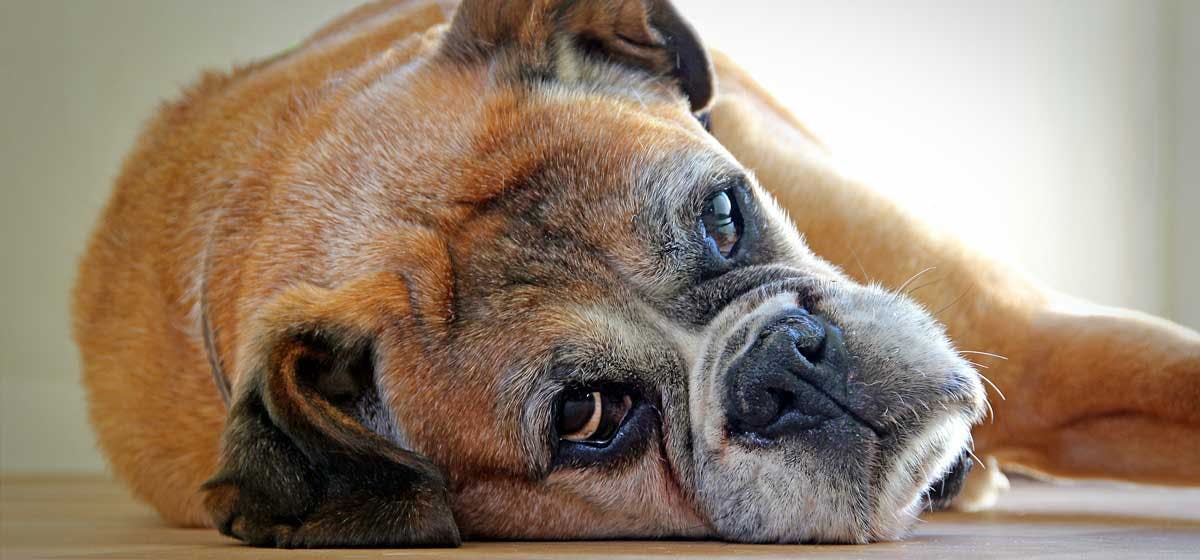 can-stress-cause-vomiting-in-dogs