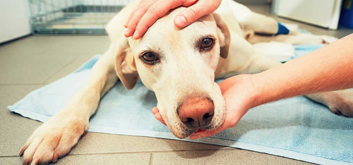 Can Dogs Vomit From Stress? Wag!