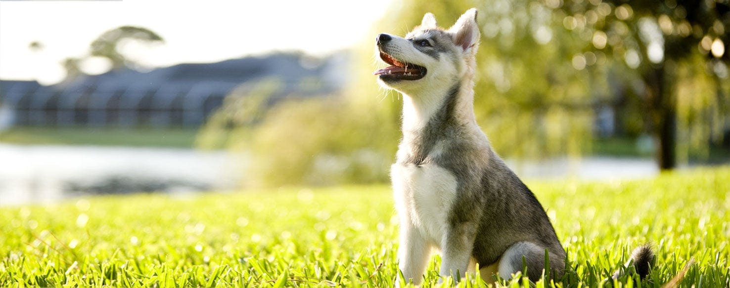 can husky puppies sleep outside