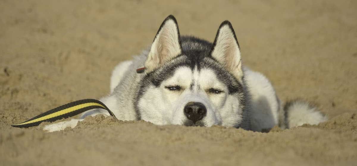 can husky survive in hot weather