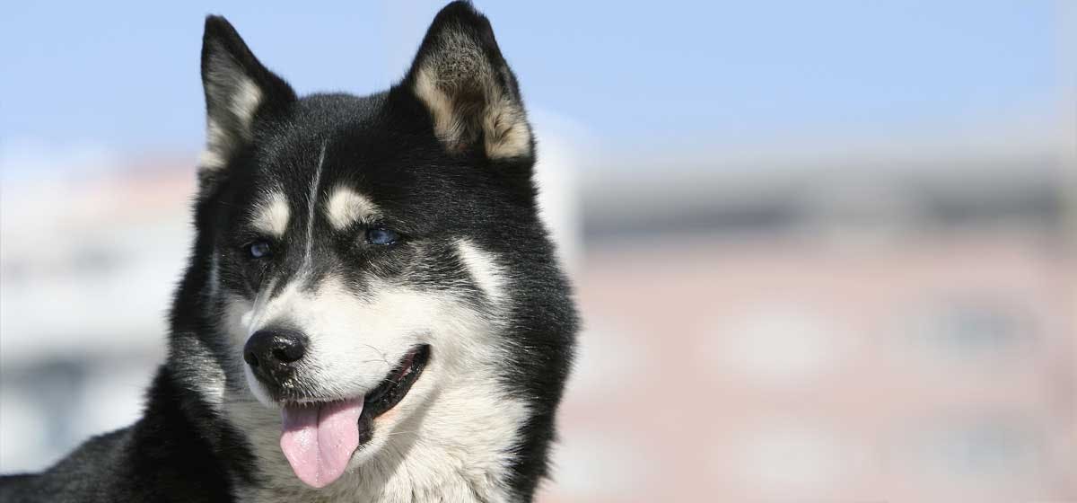 can husky puppies sleep outside