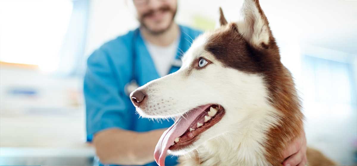 can-husky-dogs-live-in-hot-weather