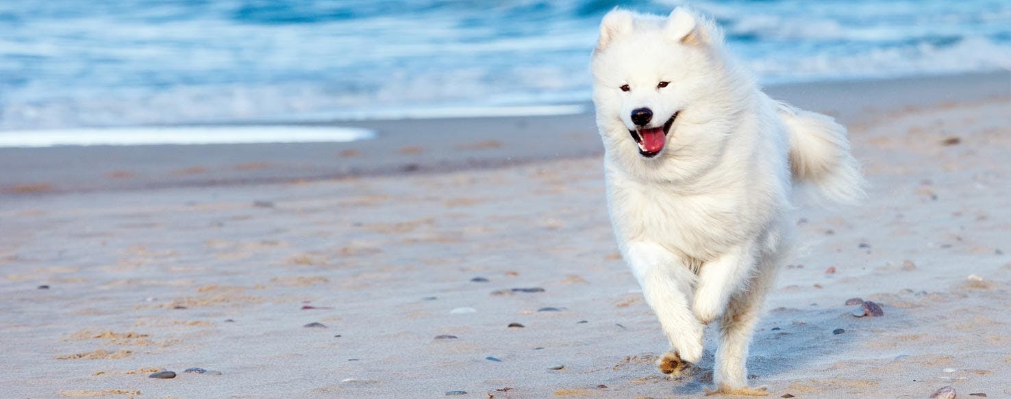 can you have a samoyed in an apartment