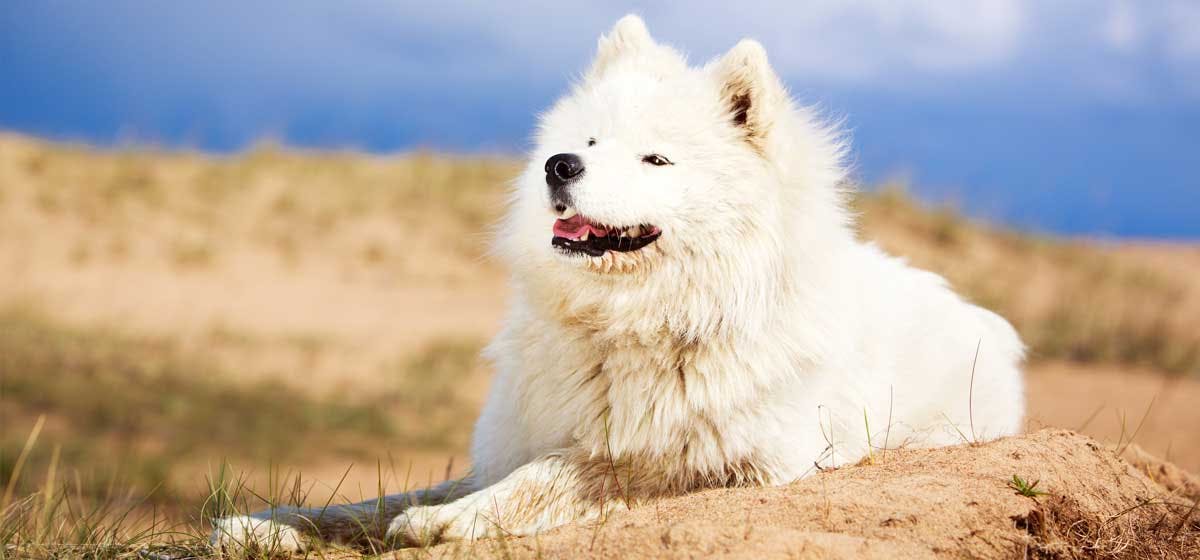 can samoyed dogs live in hot weather