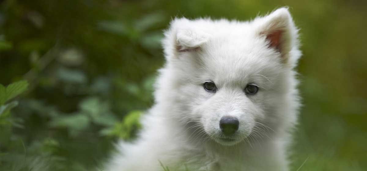 can samoyed dogs live in hot weather