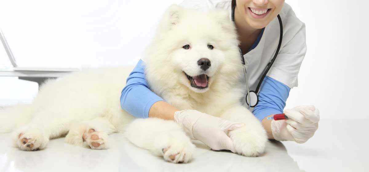 Can Samoyed Dogs Live in Hot Weather - Wag!