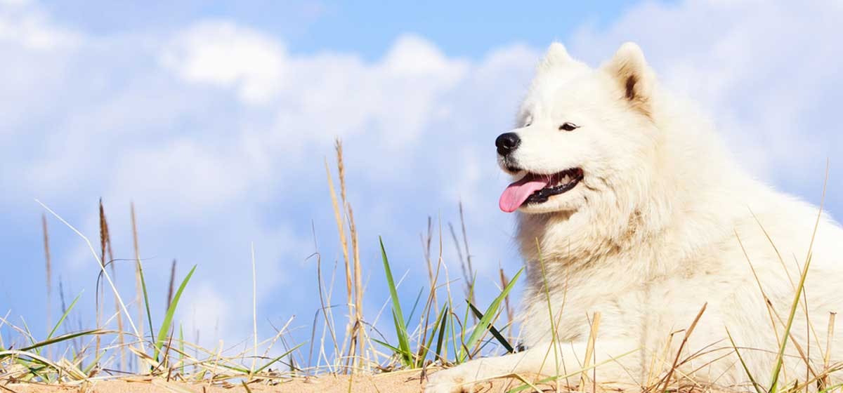 can samoyeds live in apartments