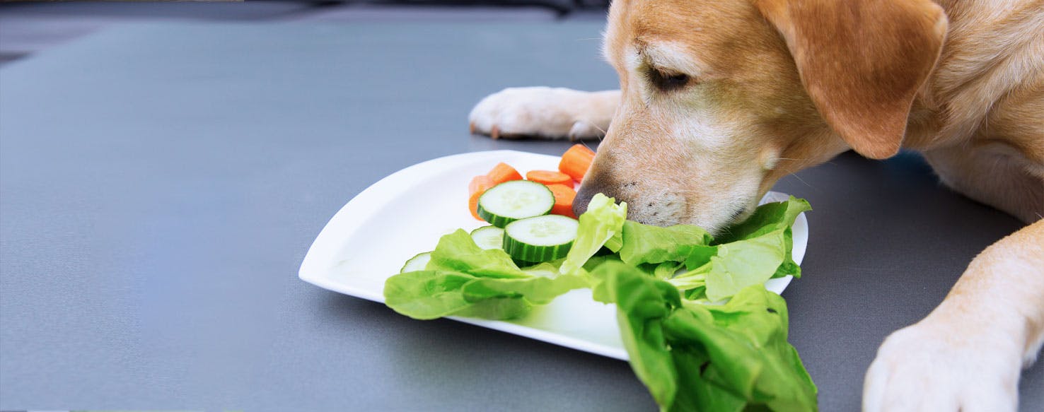 Can Your Dog Taste Cucumbers?