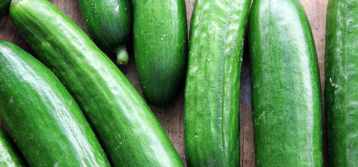 can-your-dog-taste-cucumbers