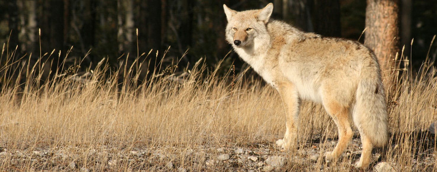 a dog that looks like a coyote