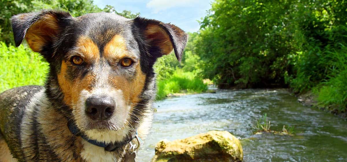 can-your-dog-understand-coyotes