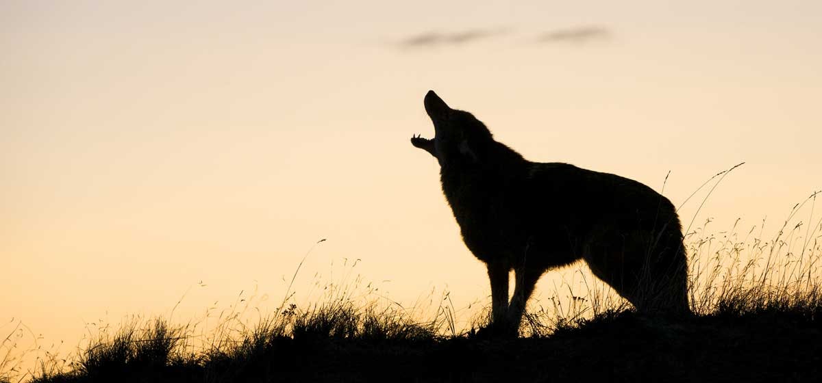 can-your-dog-understand-coyotes